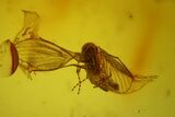 Seven Fossil Flies (Diptera) In Baltic Amber #173636-5